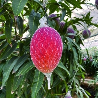 【先行受付】完熟マンゴー・スイートコーン入り　農家直送野菜セット[2610]