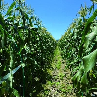 【先行受付】完熟マンゴー・スイートコーン入り　農家直送野菜セット[2610]