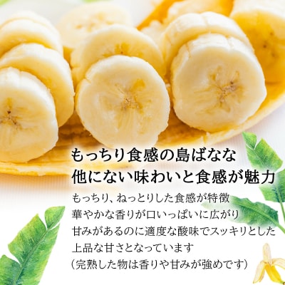 【2026年5〜10月順次発送】石垣島産 プレミアム島ばなな1房丸ごと約1kg(約8-12本)