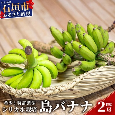 希少!特許製法で作るシリカ水で栽培する特別な「島バナナ」