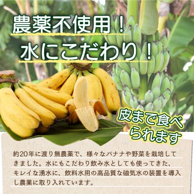 希少!こだわりの水を使い「森ような畑」で栽培する、仲原さんのバナナ