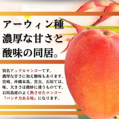 【先行受付】【石垣島産アップルマンゴー】完熟マンゴー 内容量2kg (3～6個入り)