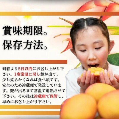【先行受付】【石垣島産アップルマンゴー】完熟マンゴー 内容量5kg (7～12個入り)