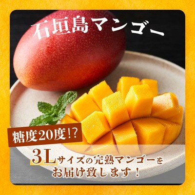 《2026年6月下旬～7月下旬発送》完熟!3Lサイズ 石垣島マンゴー 約400g