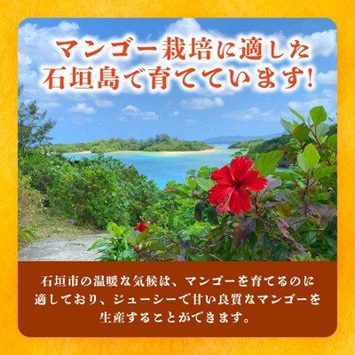 《2026年6月下旬～7月下旬発送》完熟!3Lサイズ 石垣島マンゴー 約400g