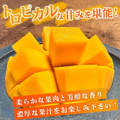 【先行受付】《2026年6月下旬～7月下旬発送》完熟の極!石垣島マンゴー 2玉約900g【贈答向け】