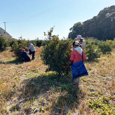 シークワーサーパウンドケーキ チョコチップありなし 各3個 計6個セット お菓子【R01333】
