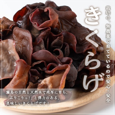 国産きくらげ (40g×3袋)