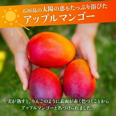 【2026年発送 先行受付】石垣島のマンゴー 約2kg 