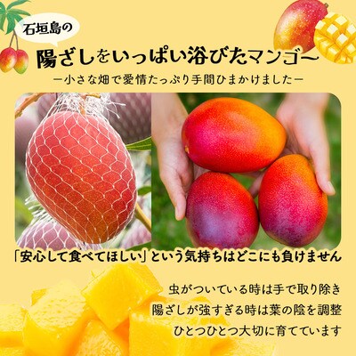 <わんのマンゴー>石垣島産マンゴー アーウィン種 合計1kg <2026年4月以降発送>