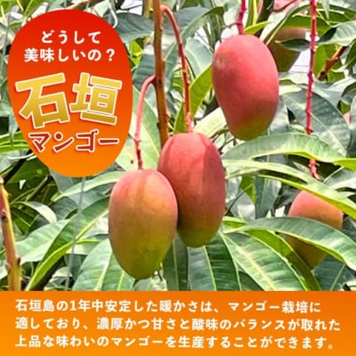 《2026年7月以降より順次発送》石垣島産 マンゴー (アーウィン種) 約1kg(2～3玉) 