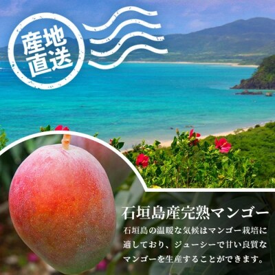 [先行受付]美ら姫マンゴー1kg(完熟・アーウィン種)≪2026年7月中旬～順次発送≫