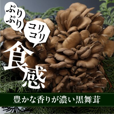 飛騨舞茸と佃煮のセット マイタケ まいたけ 新鮮 こだわり【60-1】