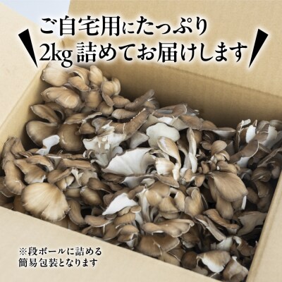 訳あり(簡易包装)飛騨舞茸 2kg マイタケ まいたけ【60-3】
