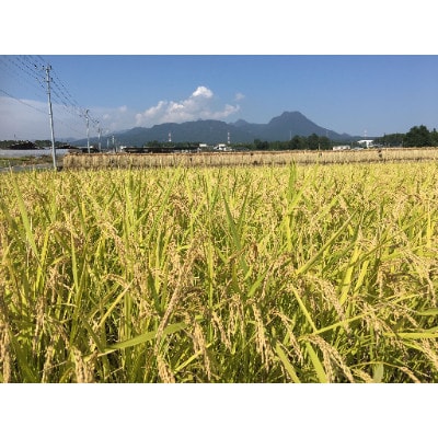 八州高原強運米　玄米そのまま炊飯コシヒカリ　【令和6年産 3キロ×3袋】
