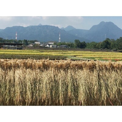 八州高原強運米　玄米そのまま炊飯コシヒカリ　【令和6年産 3キロ×3袋】