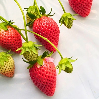 ストロベリーみなみ こだわり 『いちご』3箱