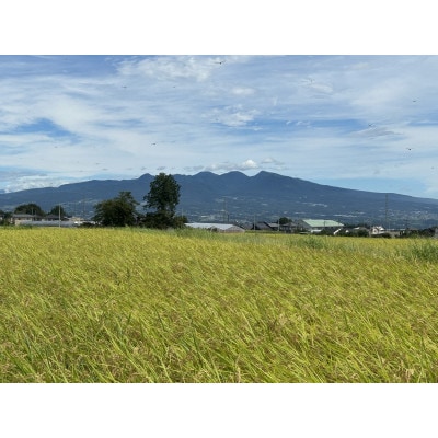 【令和7年産】お米コシヒカリ(精米) 5kg【ストロベリーみなみ】