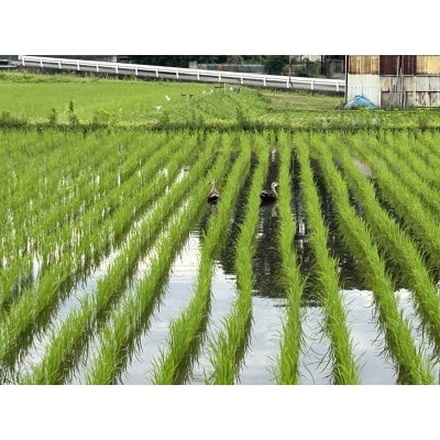 【令和7年産】お米コシヒカリ(精米) 5kg【ストロベリーみなみ】