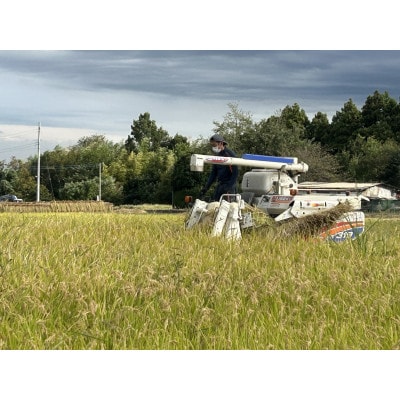 【令和7年産】お米コシヒカリ(精米) 10kg【ストロベリーみなみ】