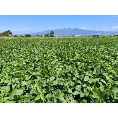 【2026年発送】枝豆(初だるま) 8袋入り 計2kg【ストロベリーみなみ】