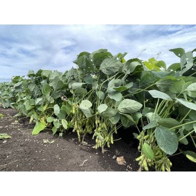 【2026年発送】枝豆(初だるま) 8袋入り 計2kg【ストロベリーみなみ】