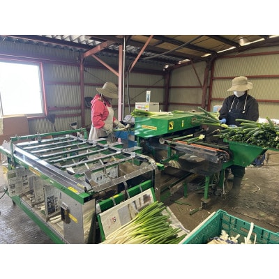 長ネギ 5kg入り【ストロベリーみなみ】