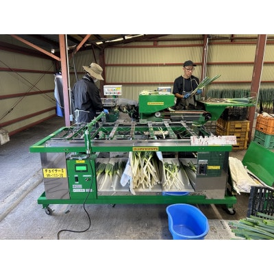 長ネギ 5kg入り【ストロベリーみなみ】