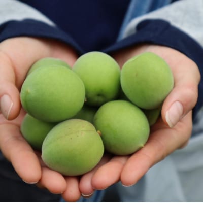 梅シロップ 510ml×2本