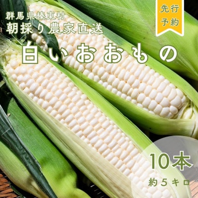 【先行予約】糖度18度前後　朝採りトウモロコシ　しろいおおもの　約5kg(10本)
