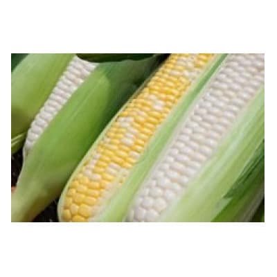 トウモロコシ(ゴールドラッシュ 白いおおもの ドルチェドリーム)合計10本 ミックス
