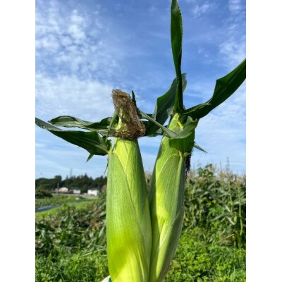 トウモロコシ　ゴールドラッシュ　10本
