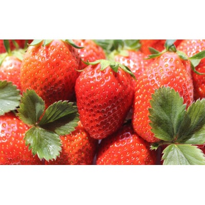 金井いちご農園　やよいひめ　2パック