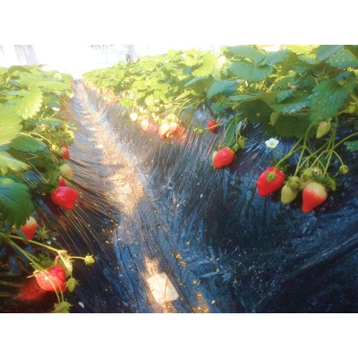 金井いちご農園　やよいひめ　2パック