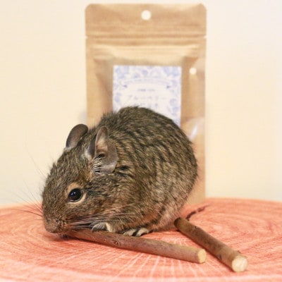【小動物ペットに】足柄産ブルーベリーのかじり木100g【デグー チンチラ モルモット ハムスター】