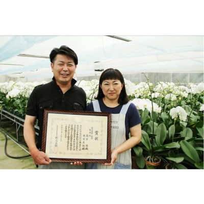 胡蝶蘭5本切り花