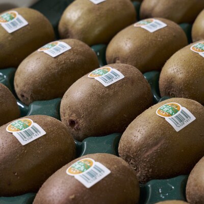 福岡県産ブランドキウイ「甘うぃ」約1.5kg(12-15玉)(志免町)