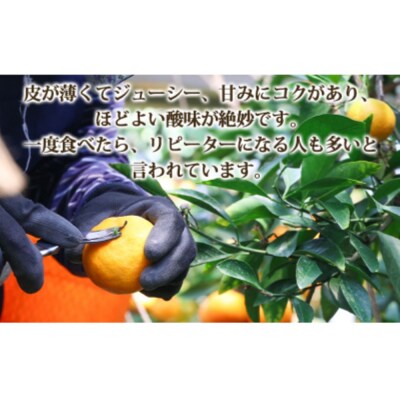 【3回定期便】山北温室みかん1.2kg Wku-0060