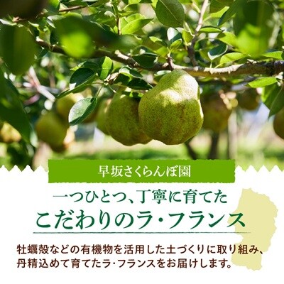 西洋梨(ラ・フランス)3kg　0052-2606