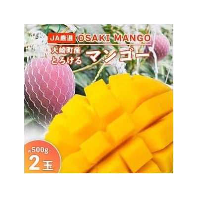 【JA大崎選果場厳選】「大崎産マンゴー2025」 おおよそ500g×2玉