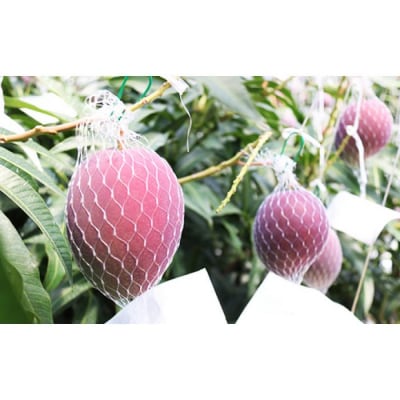 【JA大崎選果場厳選】「大崎産マンゴー2025」 おおよそ500g×2玉