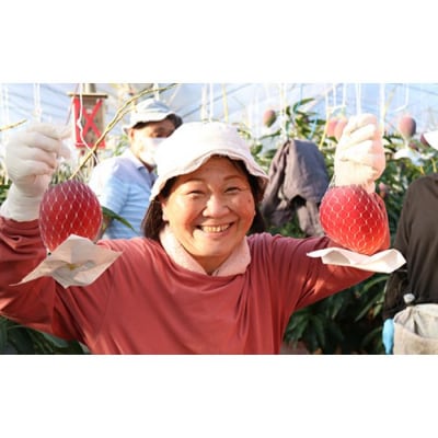 【JA大崎選果場厳選】「大崎産マンゴー2025」 おおよそ500g×2玉