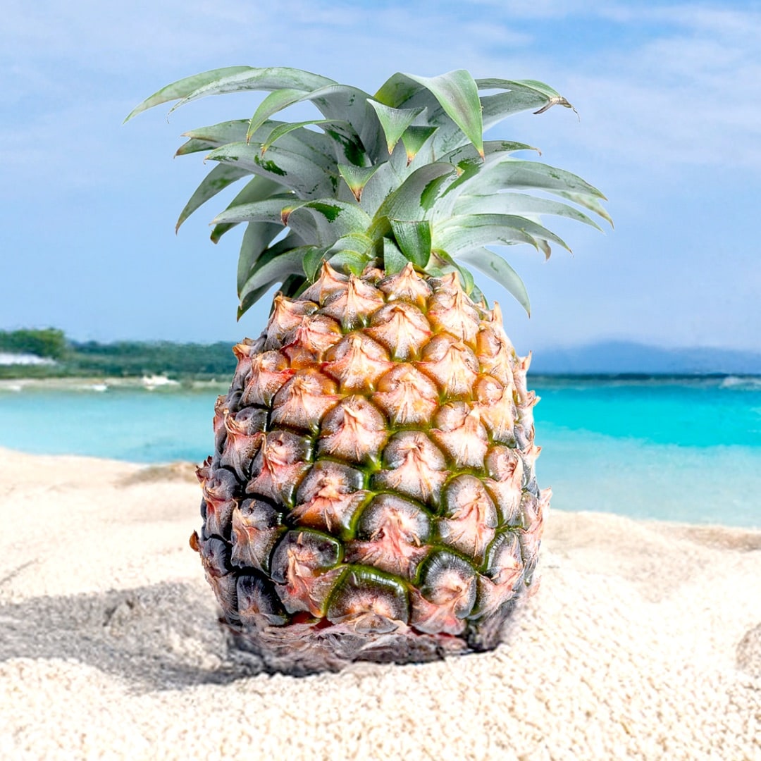 【先行受付】石垣島産 中玉ピーチパイン 3玉 合計約2.4kg《2025年夏季 順次発送》