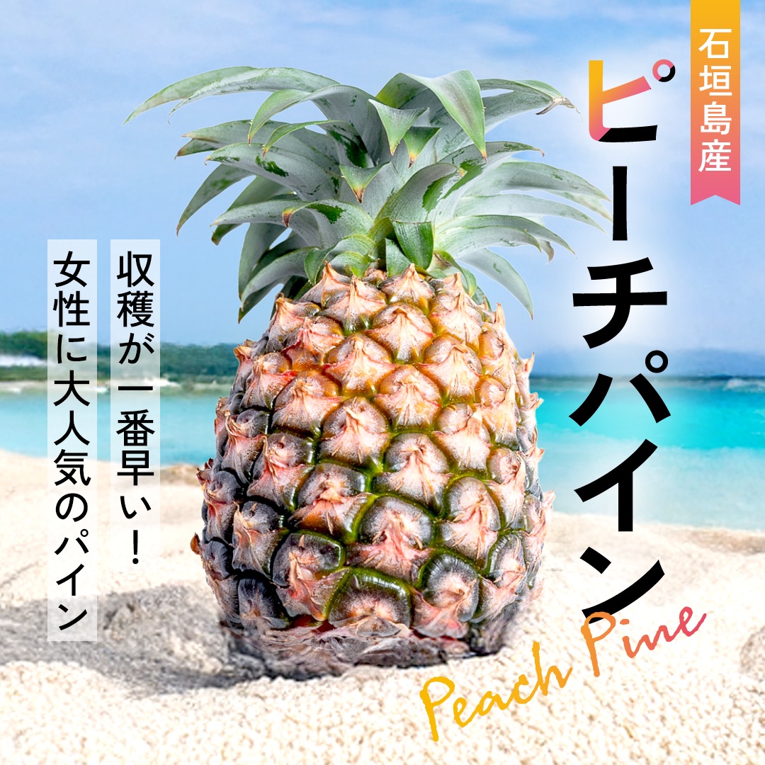 【先行受付】石垣島産 中玉ピーチパイン 3玉 合計約2.4kg《2025年夏季 順次発送》