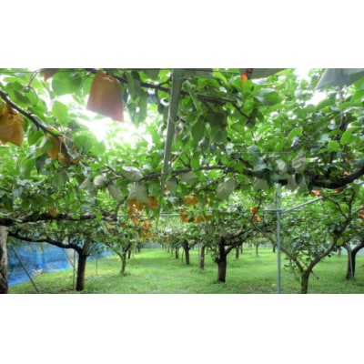【期間限定発送】 梨 豊水 6～7個 春夏秋冬いっつもや 宮崎県 美郷町 [31ab0132]
