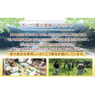 【期間限定発送】 梨 新高 5～6個 春夏秋冬いっつもや 宮崎県 美郷町 [31ab0133]