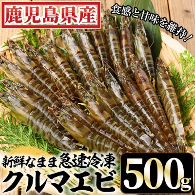 鹿児島県産!冷凍クルマエビ 500g 10尾(25g/尾)×2袋!活き車海老を急速冷凍しました♪