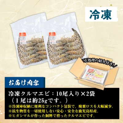 鹿児島県産!冷凍クルマエビ 500g 10尾(25g/尾)×2袋!活き車海老を急速冷凍しました♪