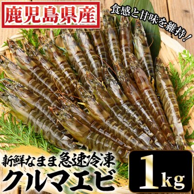 鹿児島県産!冷凍クルマエビ 1000g 10尾(25g/尾)×4袋!活き車海老を急速冷凍しました♪