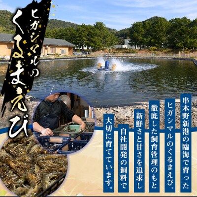 鹿児島県産!冷凍クルマエビ 1000g 10尾(25g/尾)×4袋!活き車海老を急速冷凍しました♪